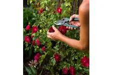 Gül Bakımı Nedir ve Nasıl Yapılır?