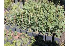 Gül Fidanı Türleri ve Özellikleri