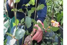 Gül Nasıl Budanır?