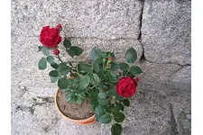 Gül Nasıl Dikilir?