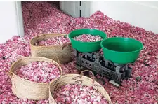 Gül Suyunun Yüze Faydaları Nelerdir?