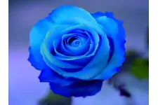 Mavi Gül Türleri ve Özellikleri