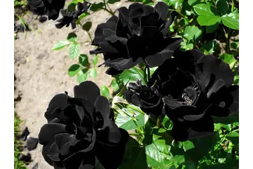 Siyah Gül Fidanı Türleri ve Özellikleri
