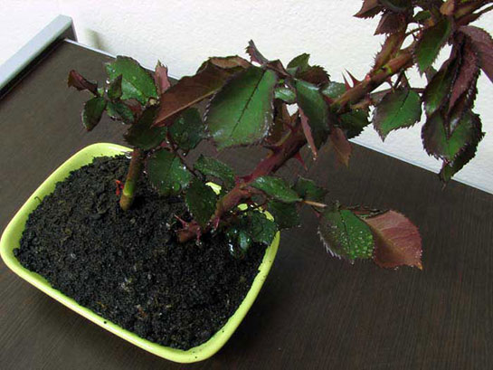 Gül Dikimi Nasıl Yapılır?