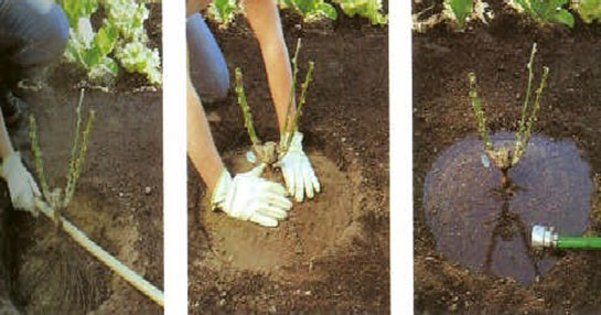 Gül Fidanı Dikimi Nasıl Yapılır?