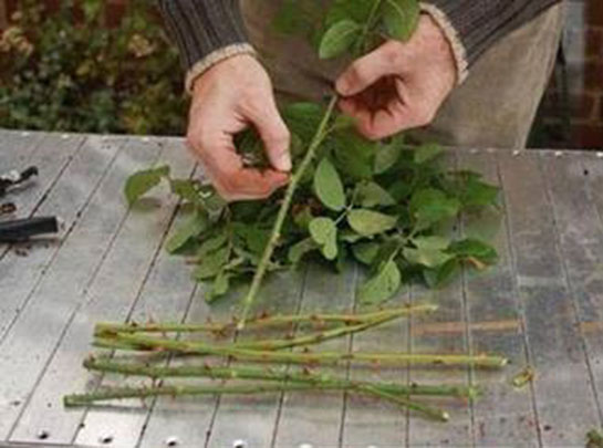 Gül Fidanı Yetiştirme Nasıl Yapılır?