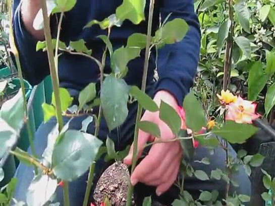 Gül Nasıl Budanır?