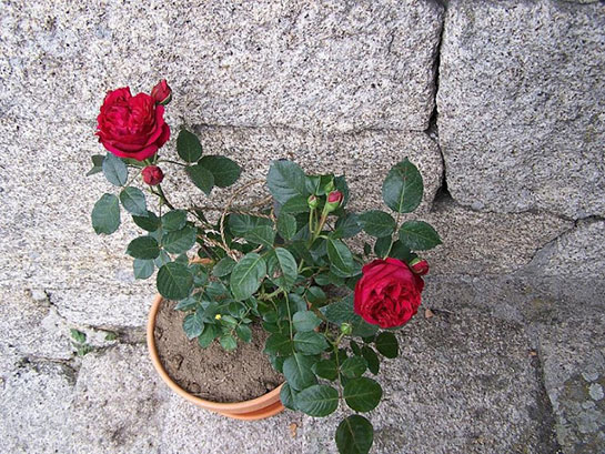 Gül Nasıl Dikilir?