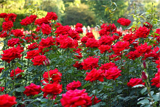 Gülün Faydaları Nelerdir?