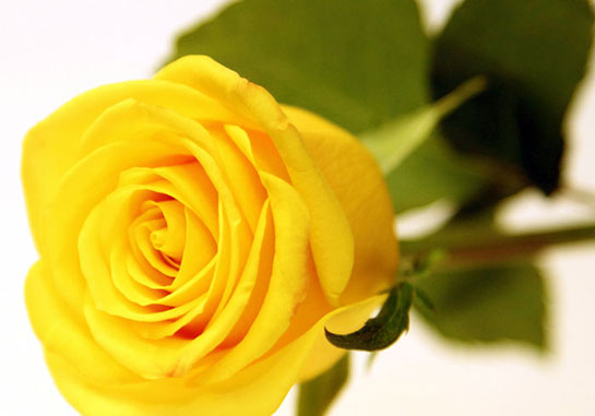 Sarı Gül Türleri ve Özellikleri